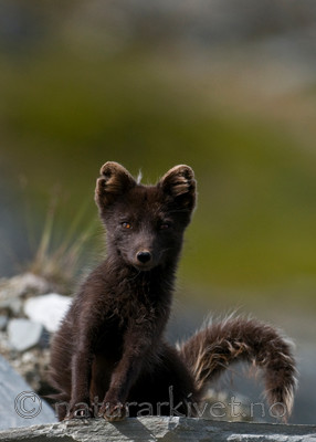 BB 11 0136 / Vulpes lagopus / Fjellrev